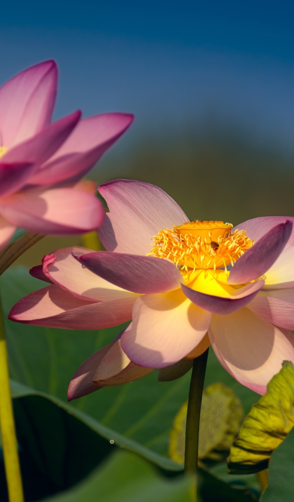 Два красивых нежных цветка лотоса в зеленых листьях