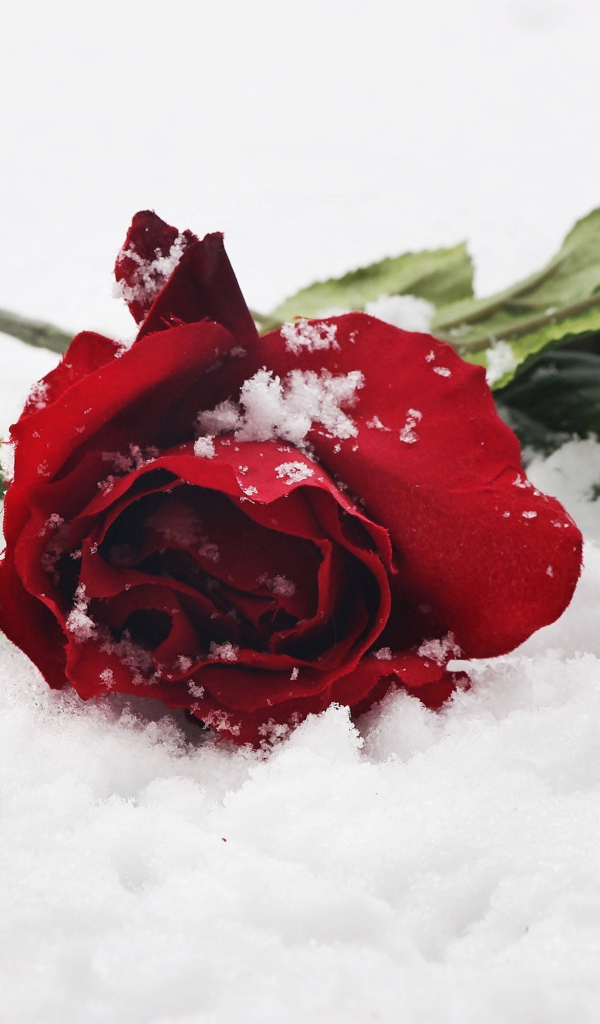 Две нежные красные розы на снегу