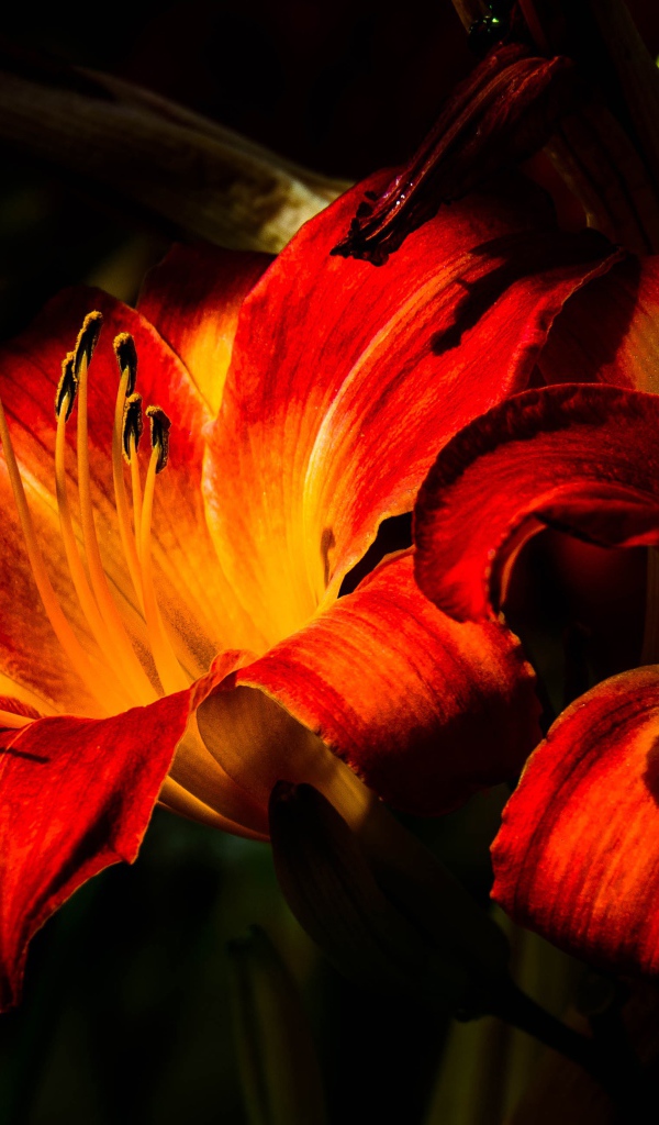 Две оранжевые лилии на клумбе