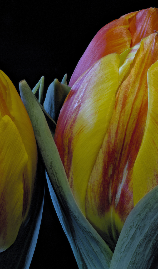 Два оранжевых тюльпана на черном фоне крупным планом