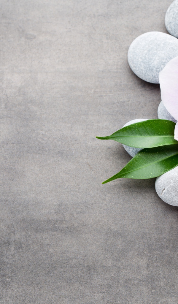 Две розовые орхидеи на камнях на сером фоне