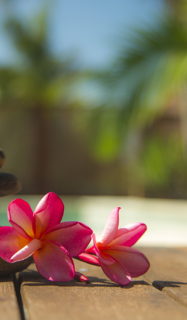 Два розовых цветка плюмерии с камнями