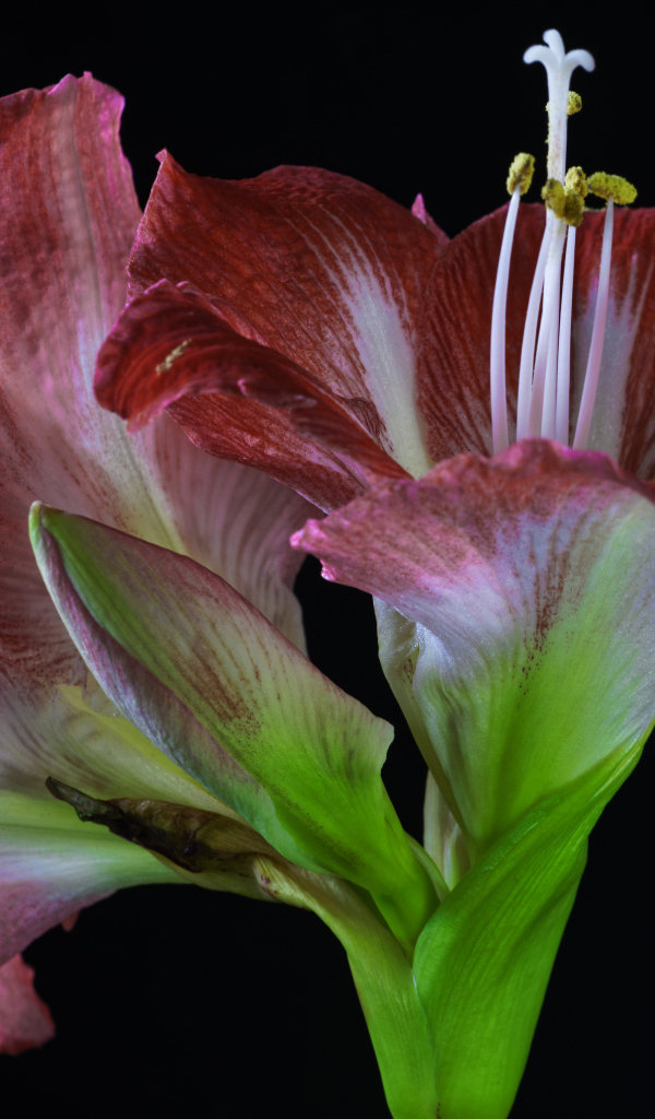 Два красных красивых цветка амариллиса на черном фоне