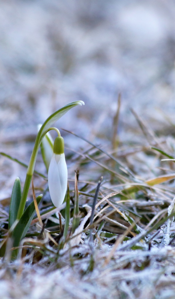 Два нежных белых подснежника на покрытой инеем траве 