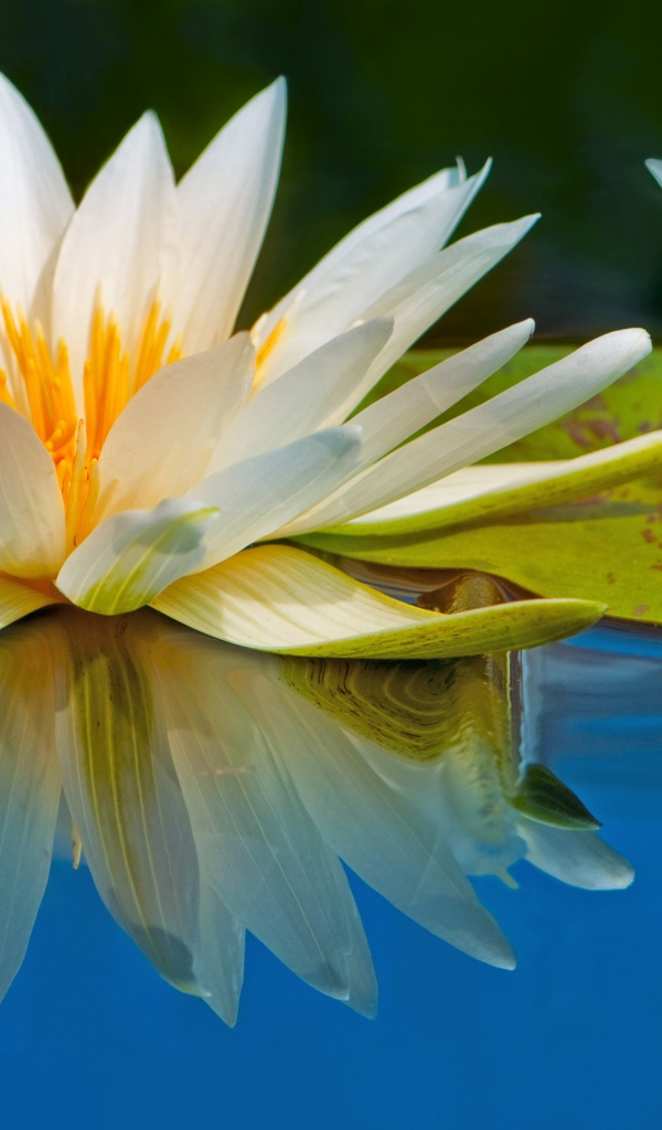 Два цветка водяной лилии отражаются в воде с зеленым листом