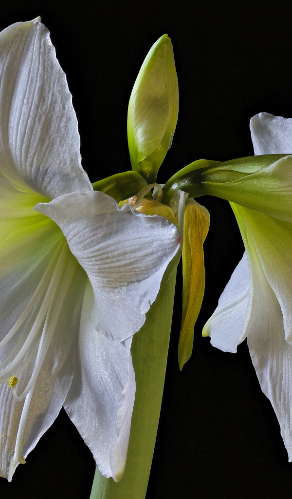 Два белых цветка амариллиса на черном фоне 