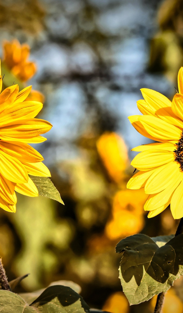 Два желтых цветка подсолнуха крупным планом