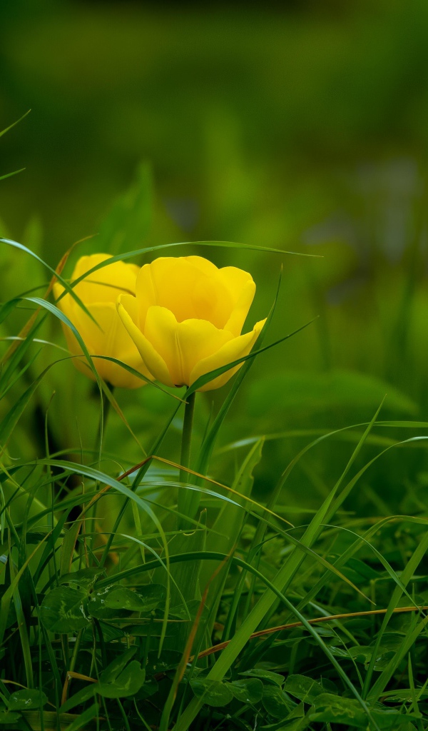 Два желтых тюльпана в зеленой траве