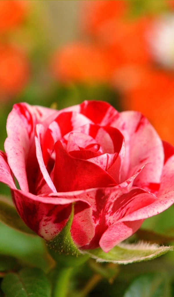 Необычная красивая роза крупным планом