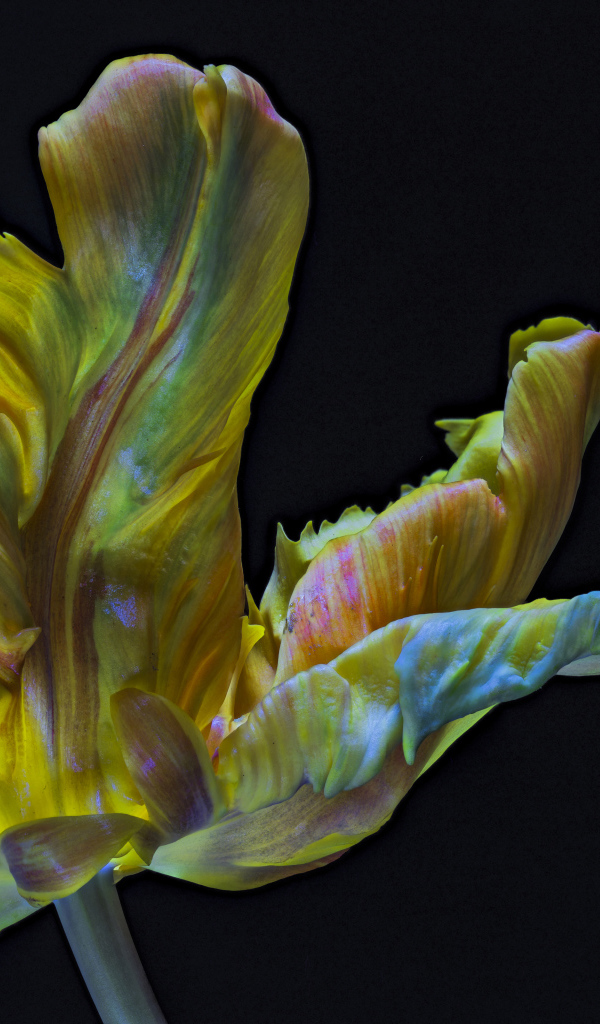 Необычный тюльпан на черном фоне крупным планом