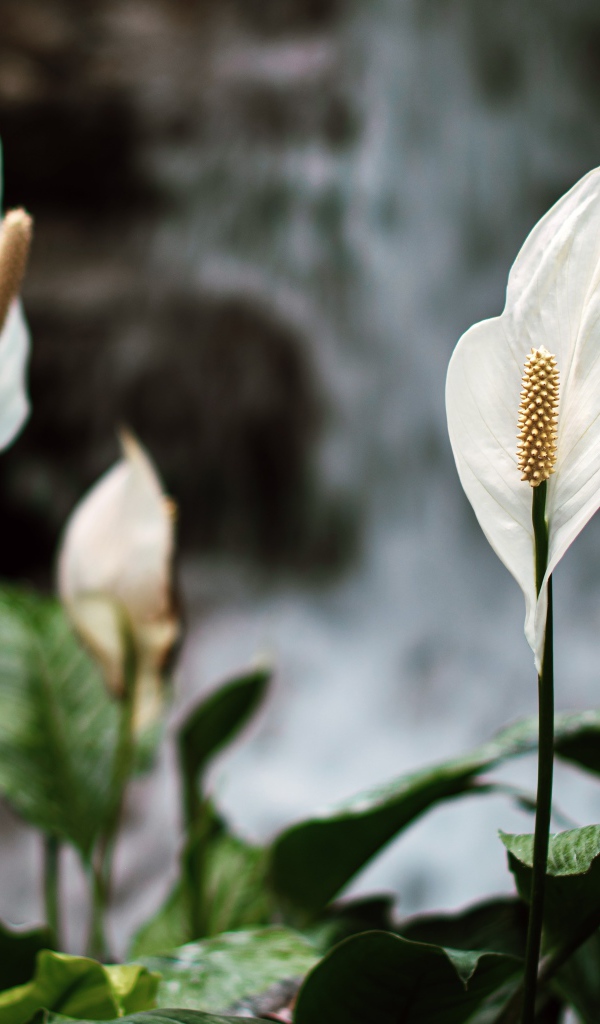 Белые цветы антуриум с зелеными листьями