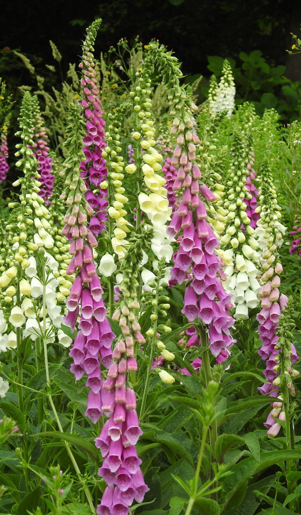 Белые и розовые цветы наперстянка крупным планом