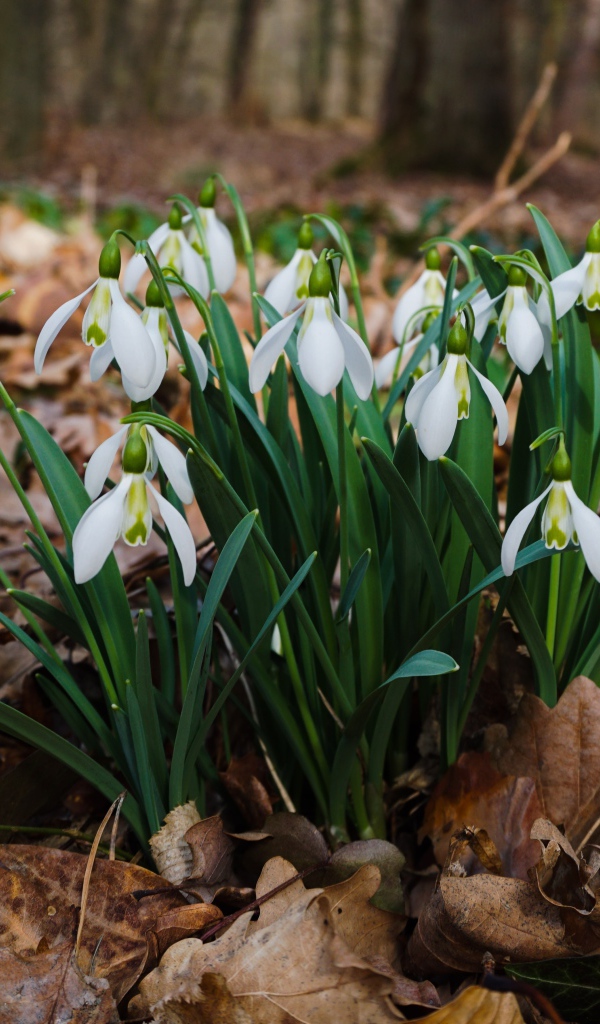 Белые красивые подснежники на сухой листве