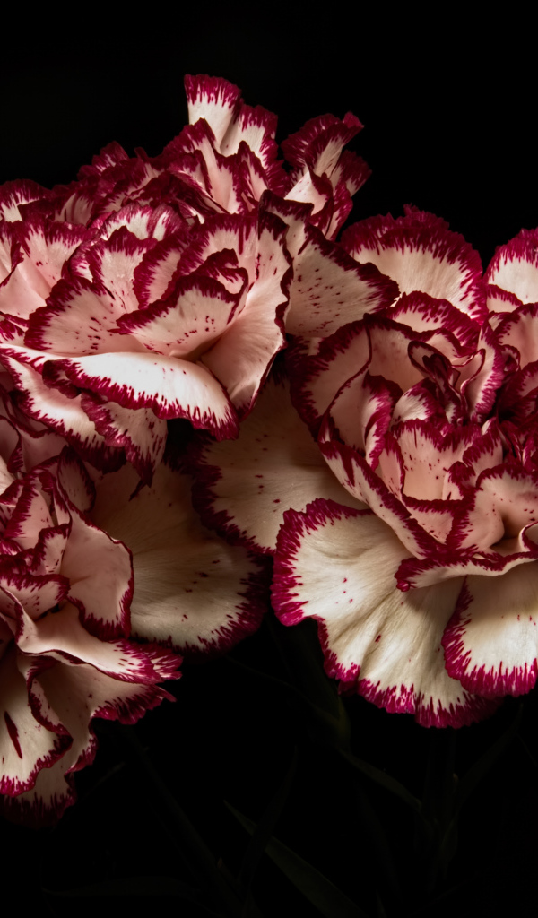 Белые гвоздики с красными ободками на черном фоне