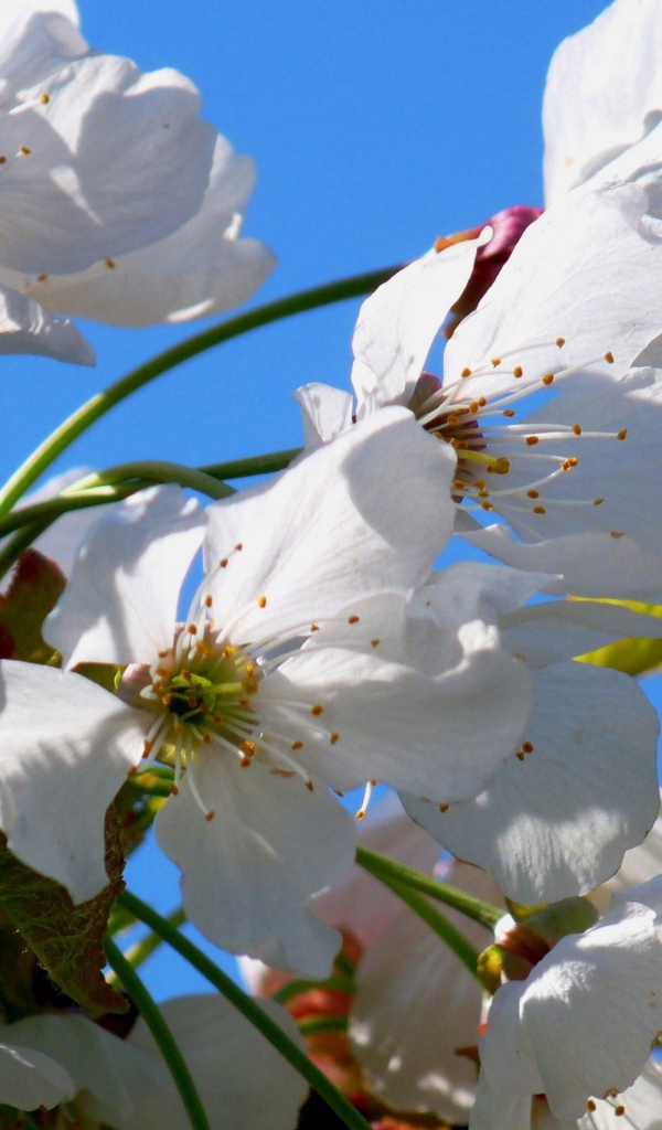 Белые цветы вишни с зелеными листьями на фоне голубого неба весной