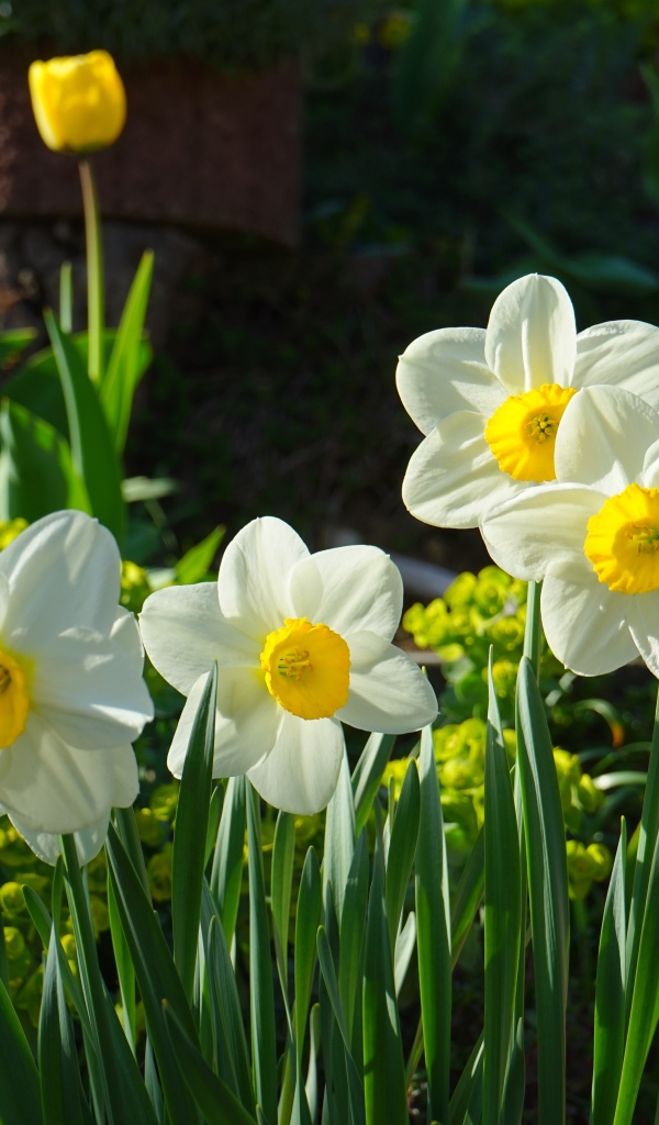 Белые нарциссы на клумбе 