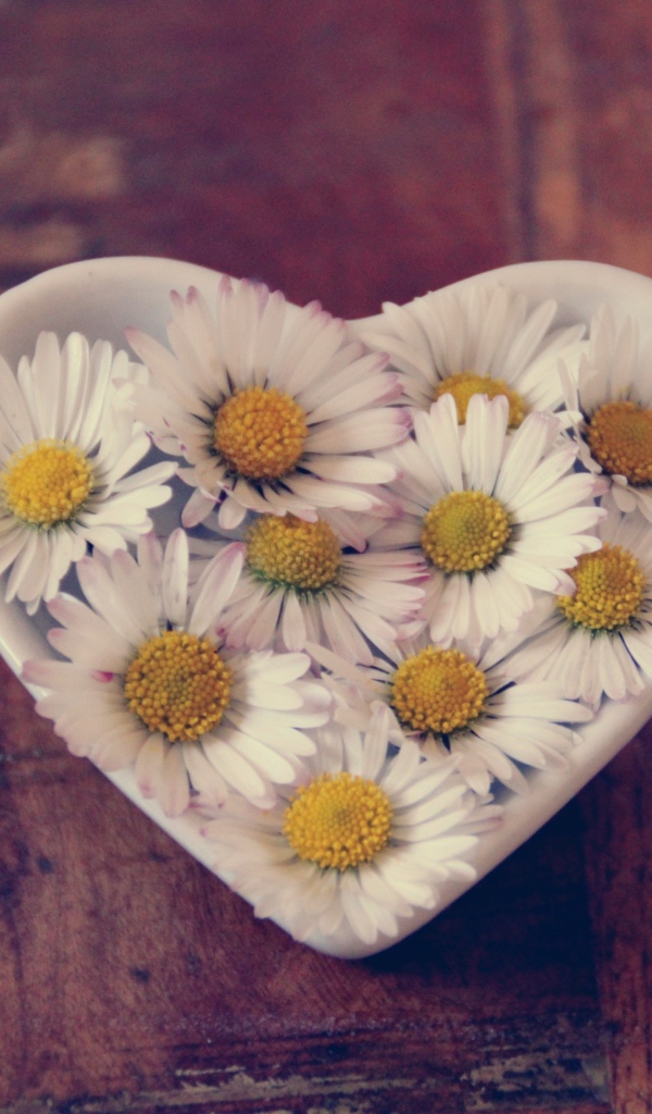Белые ромашки в посуде в форме сердца