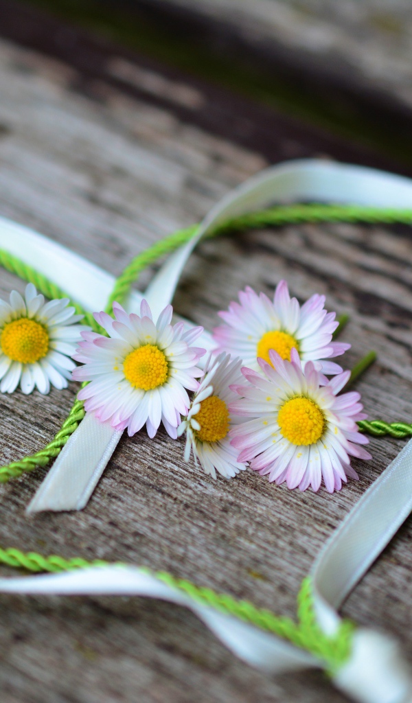 Белые маргаритки лежат на деревянной лавке с сердцем из ленты