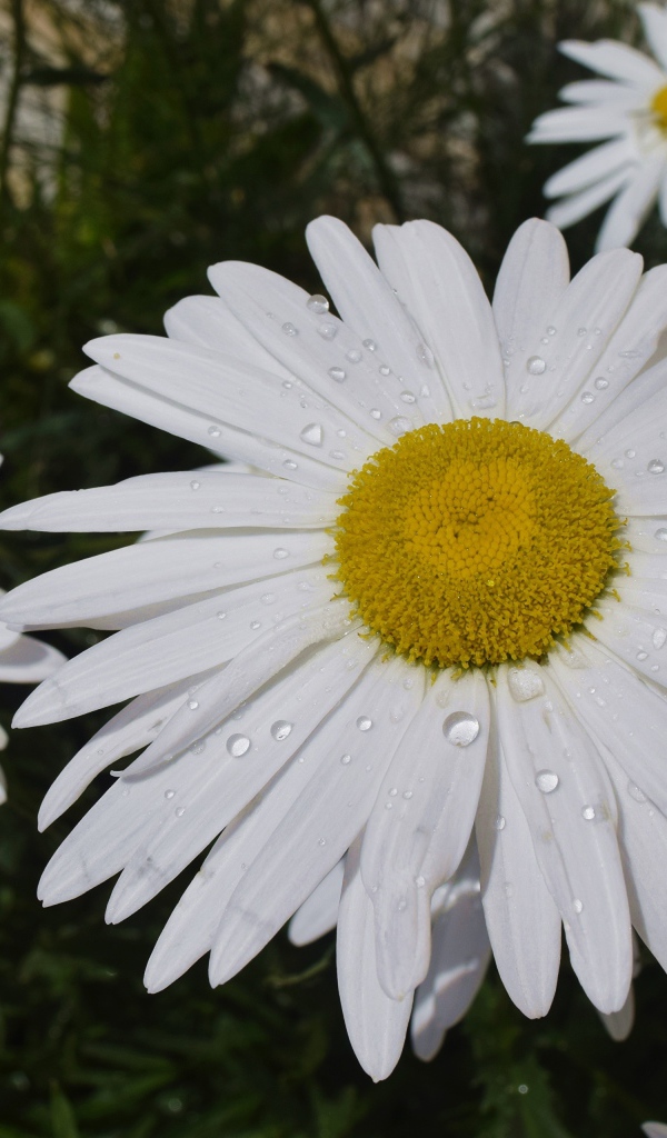 Белые ромашки с желтой серединкой с каплями воды на лепестках