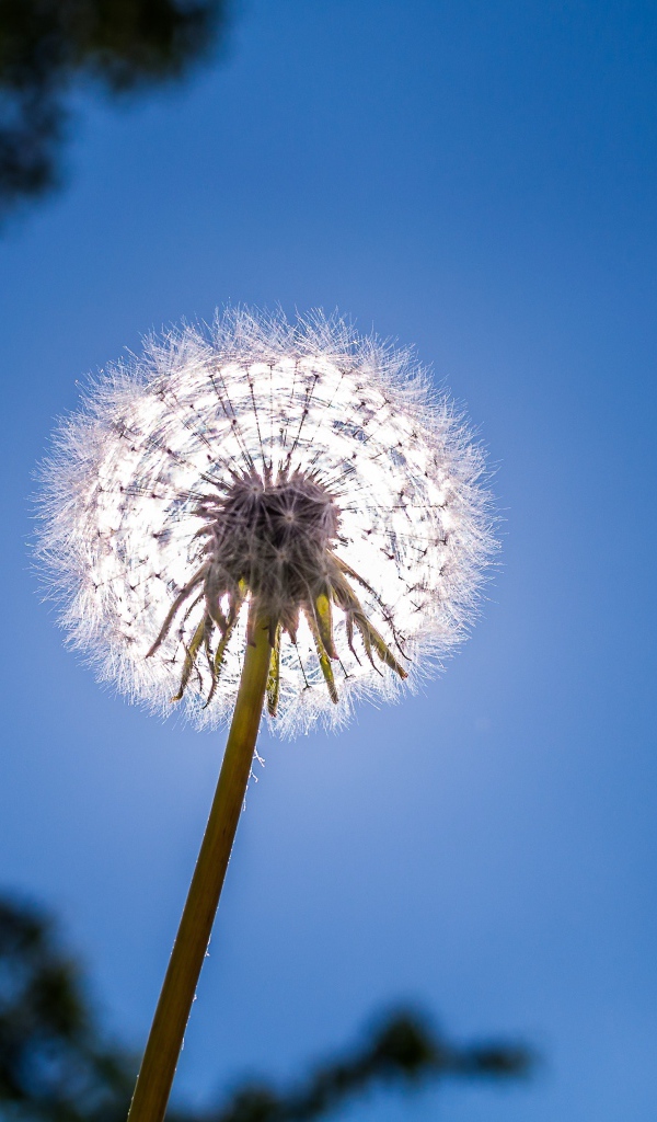 Белый одуванчик на фоне голубого неба 