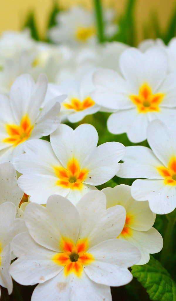 Белые нежные цветы комнатного цветка примула