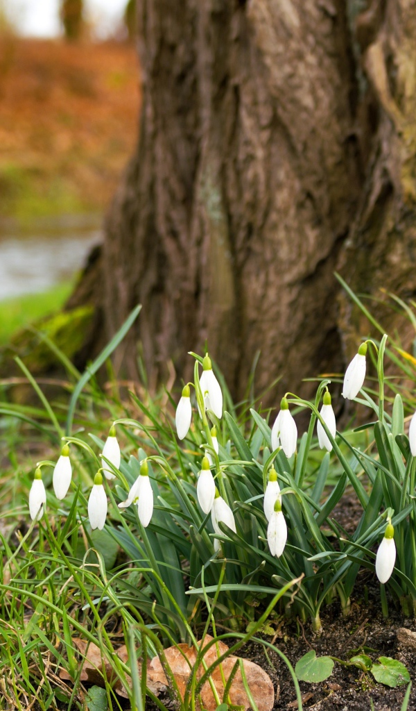 Белые первые весенние цветы подснежники под деревом