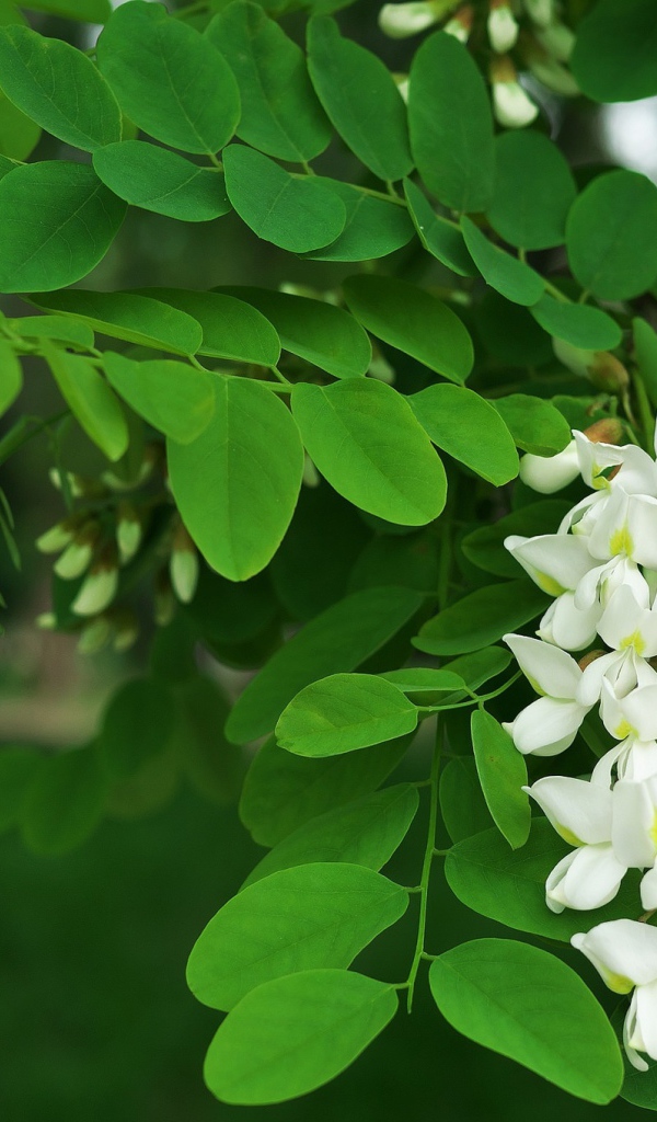 Белые цветы акации с зелеными листьями крупным планом