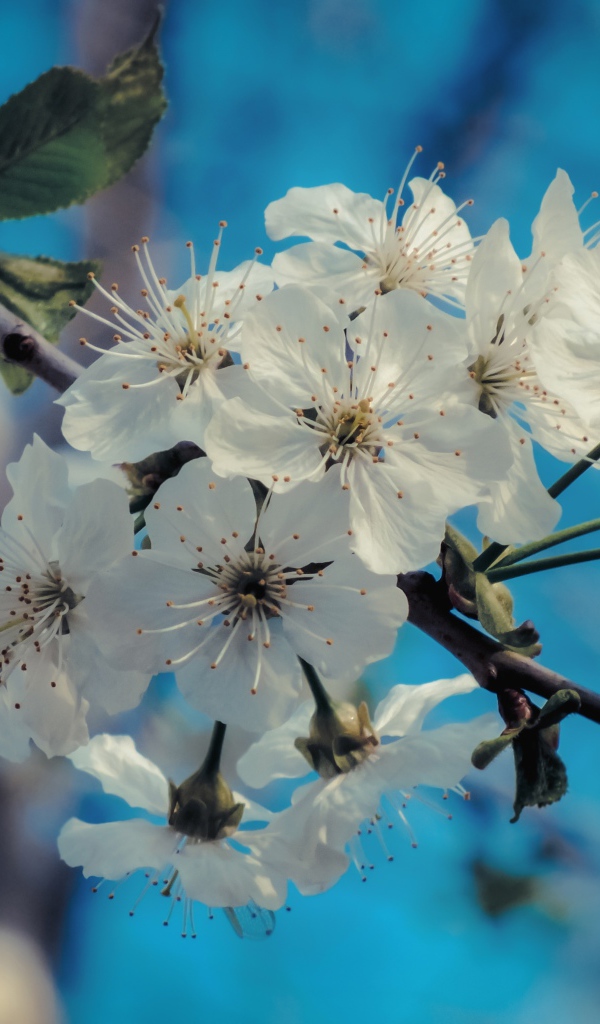 Белые цветы на ветке с зелеными листьями под голубым небом