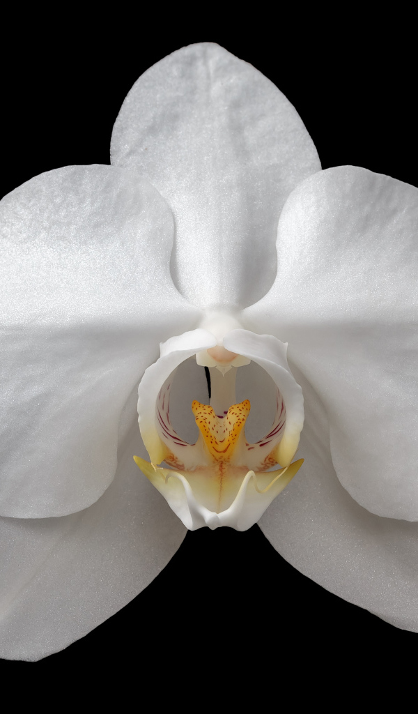 Белая орхидея на черном фоне крупным планом