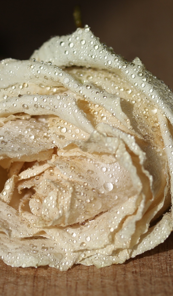 Белый цветок розы в каплях росы 