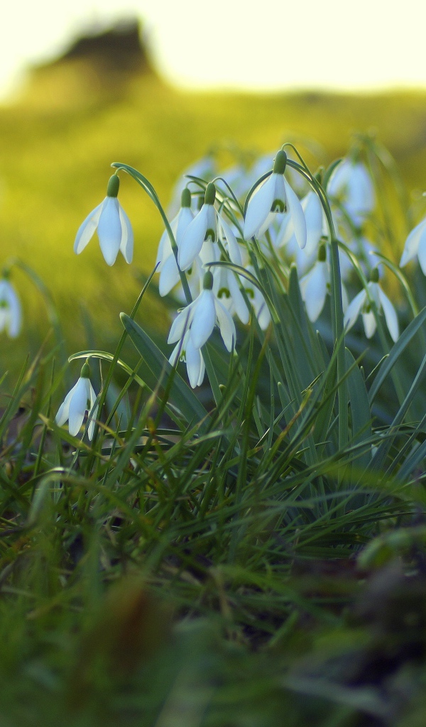 Белые подснежники на поляне на зеленой траве