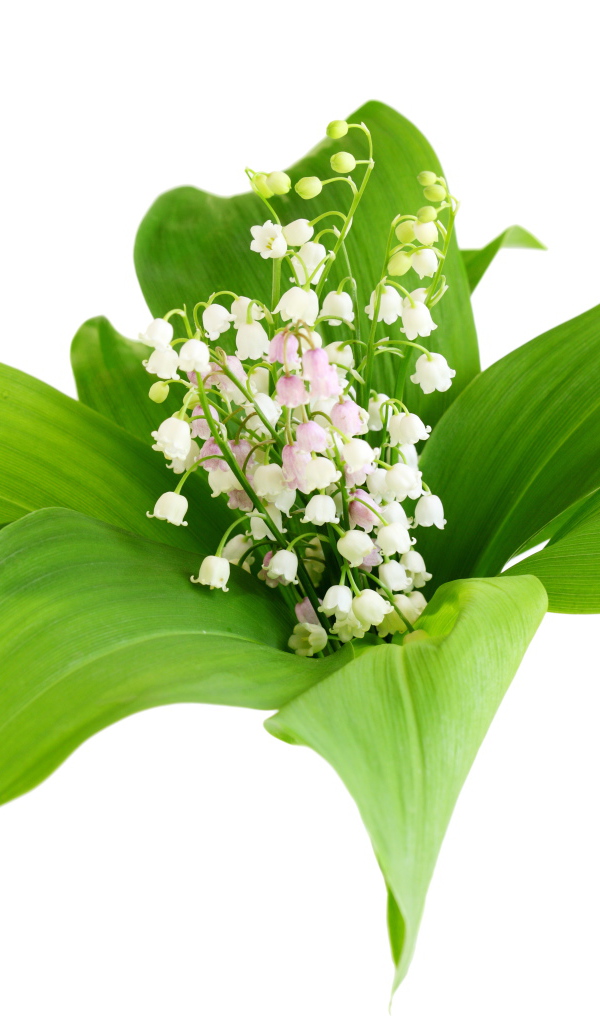 Белые нежные ландыши в зеленых листьях на белом фоне