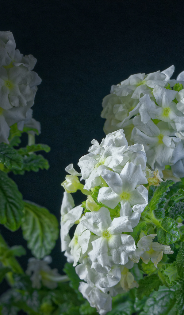 Белые цветы вербены на сером фоне