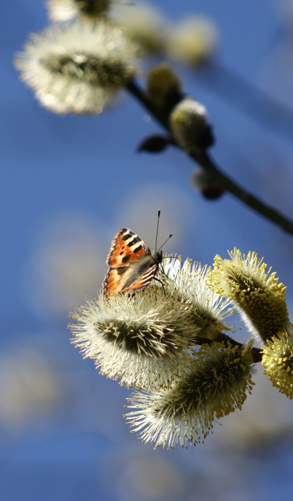 Ветки вербы с бабочкой в лучах солнца