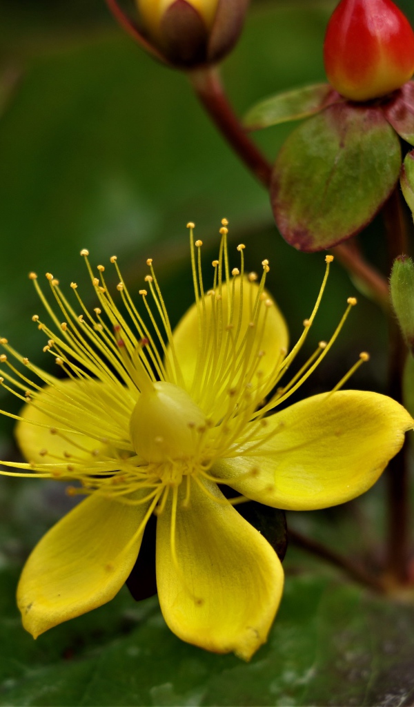 Желтый цветок зверобоя с бутонами 
