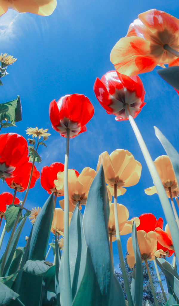 Желтые и красные тюльпаны на клумбе под голубым небом