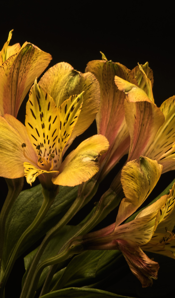 Желтые красивые цветы альстромерия на черном фоне