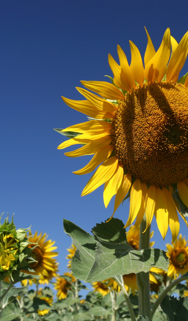 Желтые цветущие подсолнухи на фоне голубого неба