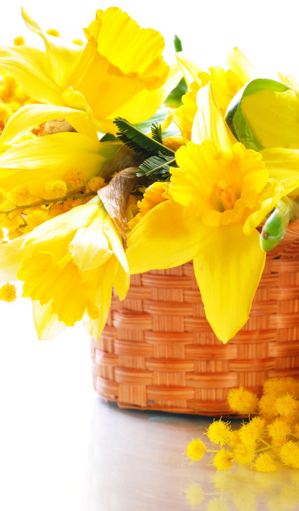 Желтые нарциссы с мимозой в корзине на белом фоне