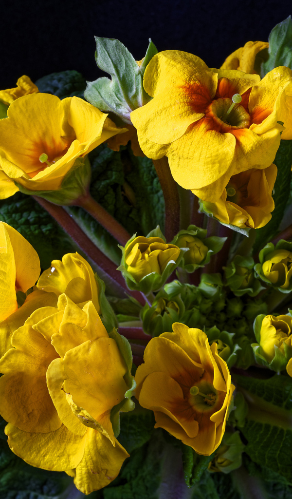 Желтые цветы комнатного цветка примулы крупным планом