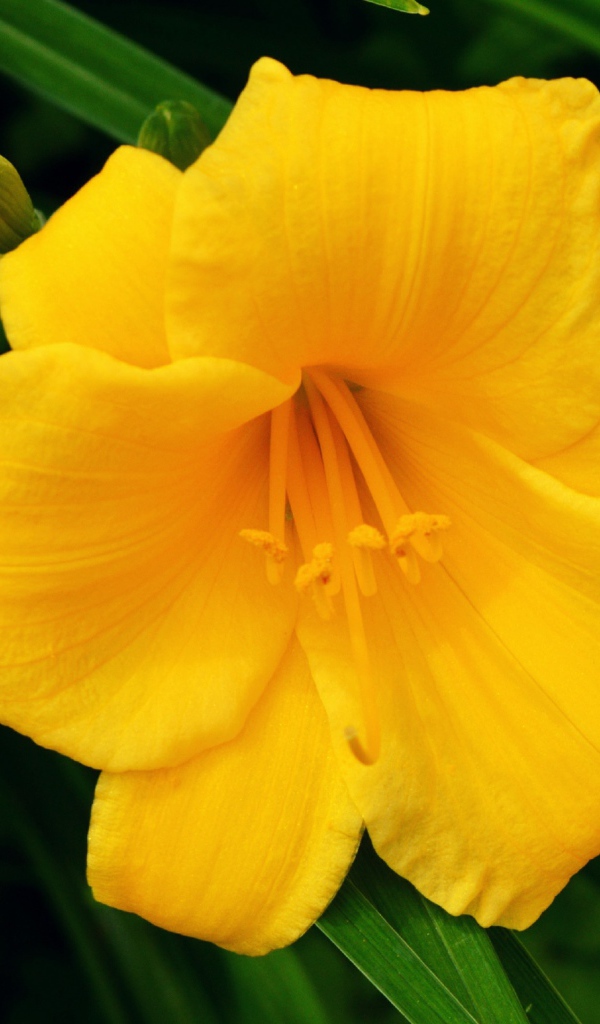 Желтая лилия с бутонами в зеленых листьях 