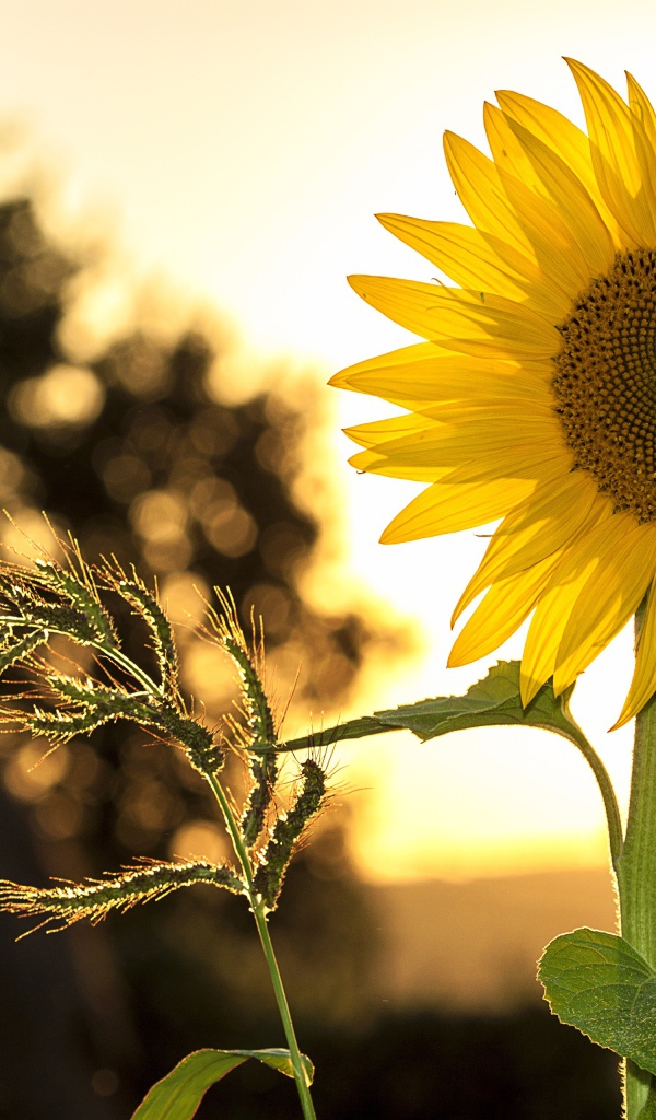 Желтый цветок подсолнуха на поле с колосом