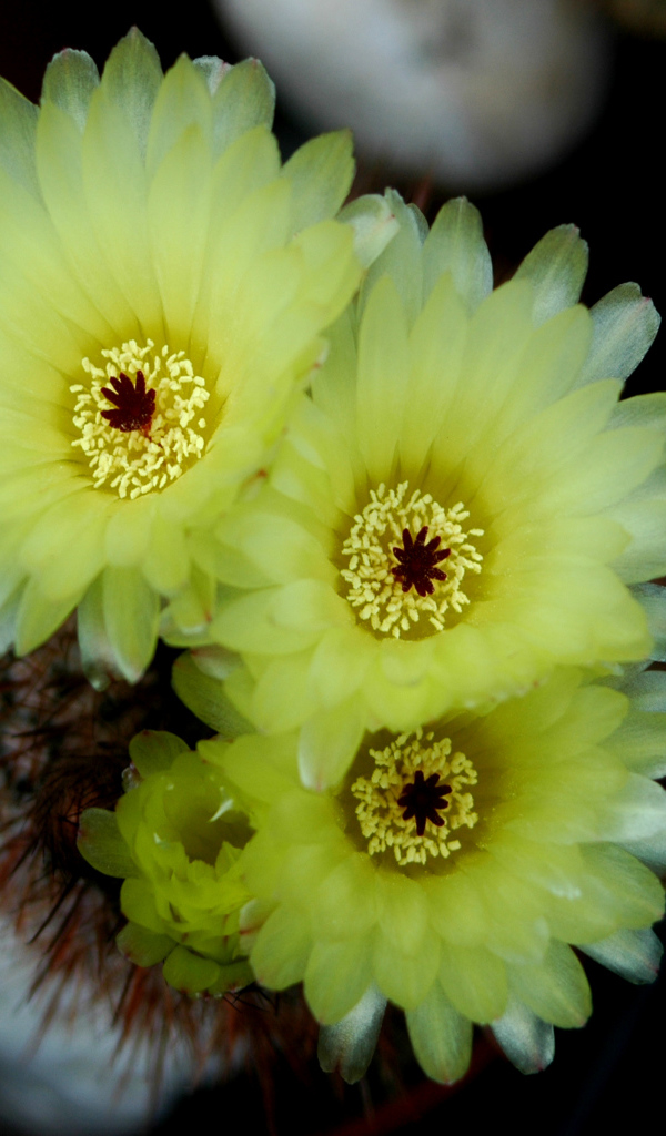 Желтые нежные цветы кактуса 