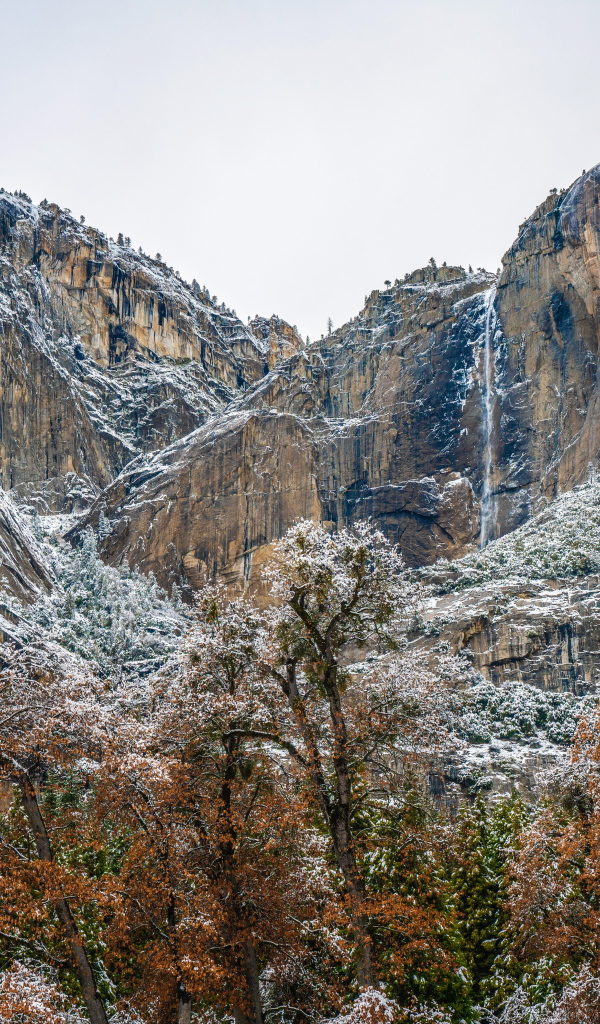 Деревья у высоких заснеженных гор 