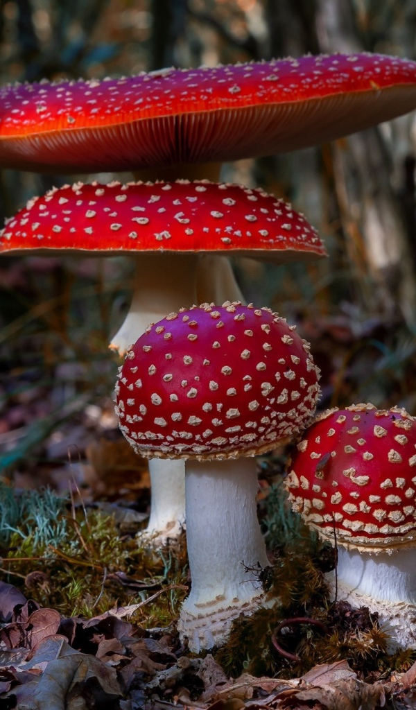 Четыре красных красивых мухомора в лесу