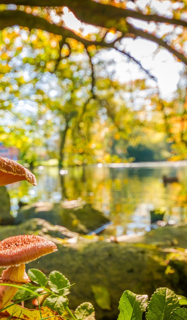 Грибы в осеннем парке у озера 