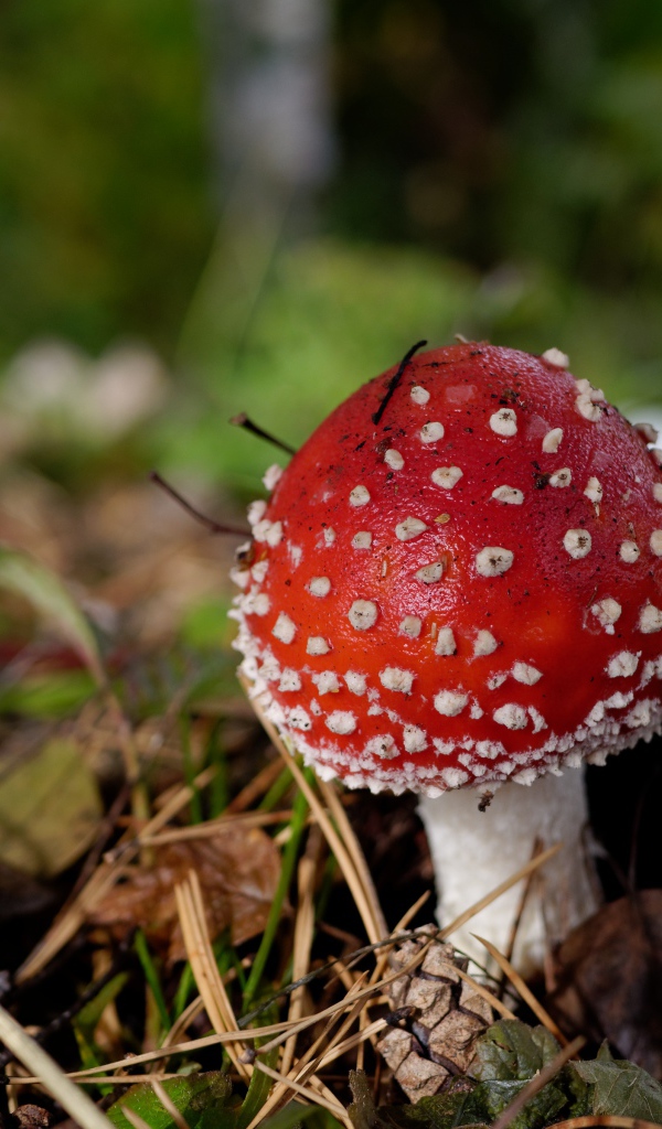 Красный гриб мухомор в траве осенью