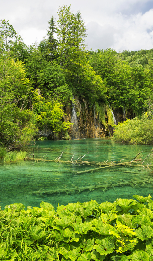 Упавшие деревья лежат на дне озера в лесу