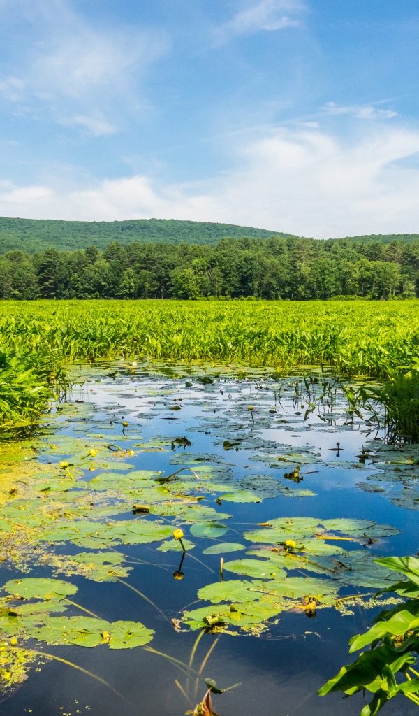 Речка покрыта водяными лилиями у леса