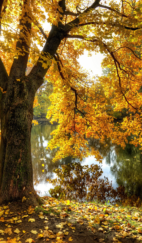 Большое высокое дерево у пруда в парке осенью